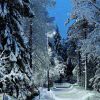 纷飞的雪