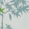 林黛玉倒拔垂杨柳