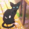 黒猫桜