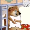 用户26057843的头像-iPA资源站