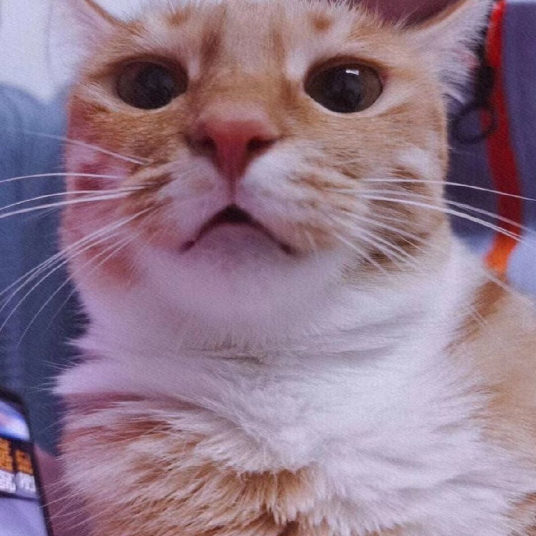 幻想大灰狼一口咬