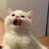 度_120