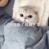 晨阳