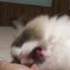 用户45324271的头像-iPA资源站