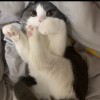 芝士味的猪蹄的头像-魔酷网