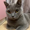 猫有一天