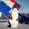 猫破仑