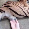 芸上