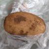 土豆卷