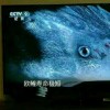俄罗斯钓鱼4_459