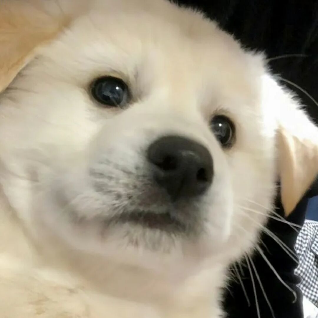٩('ω')