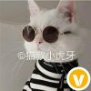 猫叔
