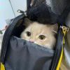 猫猫冲击
