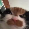 小年痴呆
