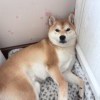 用户58146620的头像-iPA资源站