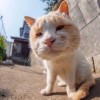 用户28302092的头像-iPA资源站