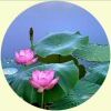 一点点-资源V站