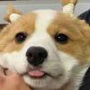 Lojoy