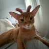 1907733437hnb的头像-魔酷网