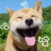 枫华