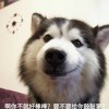 用户79064278-逸云源码网