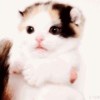 沙漠里的刺猬