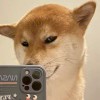 dasdas的头像-小怪兽BLOG