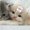 无需辨认自我