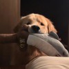 user78555745的头像-iPA资源站