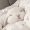 任性兔的头像