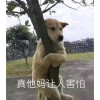 我是熊宝宝
