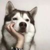 用户25174432的头像-iPA资源站