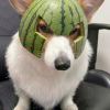 鹤辞的头像-X黑手网