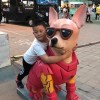 呆虎呆