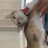 帅娃儿