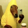 勇敢牛牛的头像-博士钣金 - www.bsbanjin.com