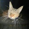 Ustini_399