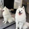多7壹点8