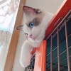 Shelte_283