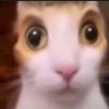 小猫老弟_149