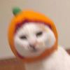 废猫_767