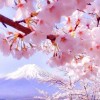 木糖醇
