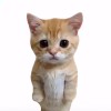 小馋猫