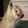哦(´-ω-
