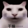 你说的对