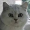 燃烧的猫