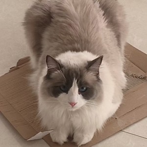 杨杨