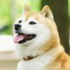 白栖