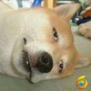 机智的小陡壁