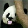 摇曳